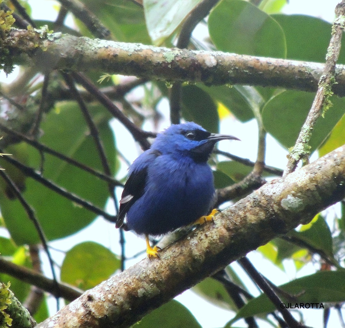 Purple Honeycreeper - ML107253091