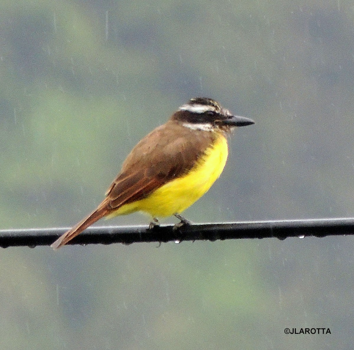 Great Kiskadee - ML107253161