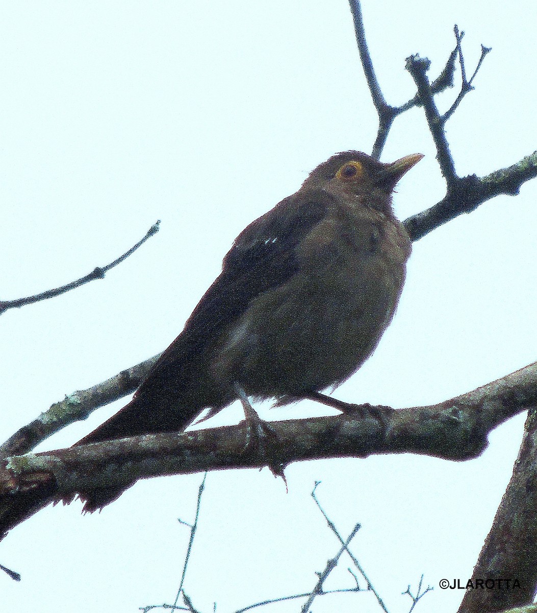 Spectacled Thrush - ML107253371