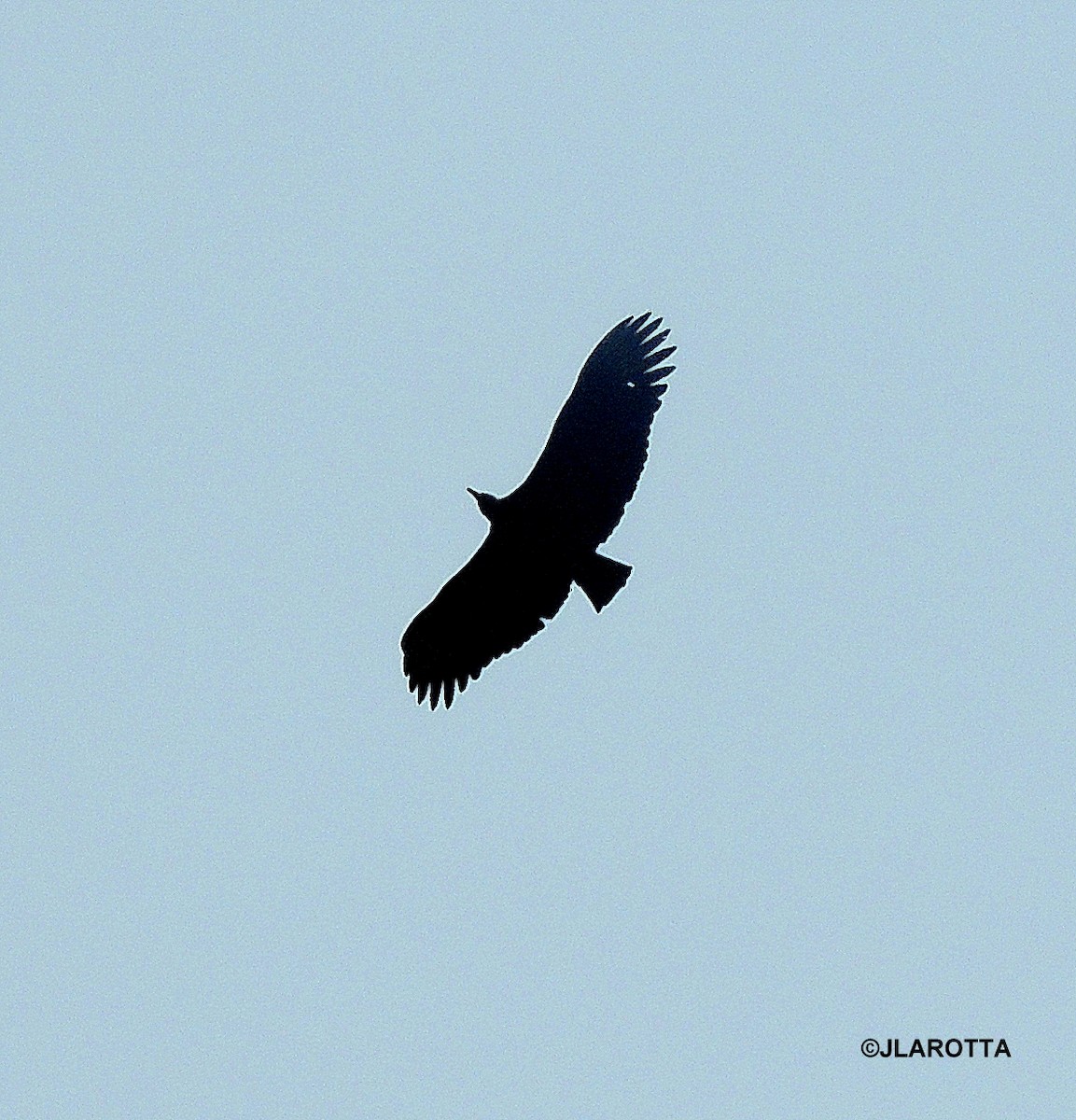 Black Vulture - ML107253401