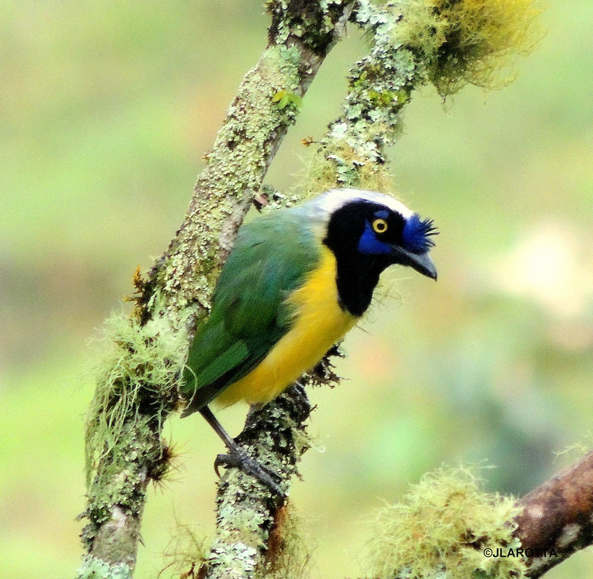 Green Jay - ML107253971