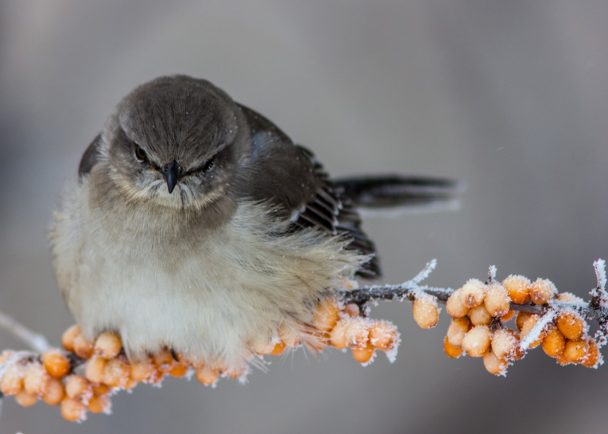 Northern Mockingbird - Marc Boisvert