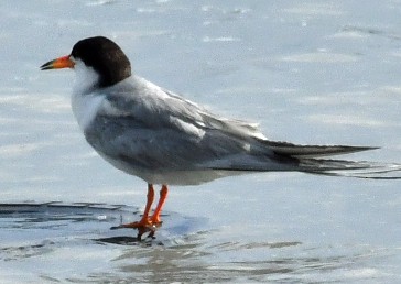 Forster's Tern - ML107254611