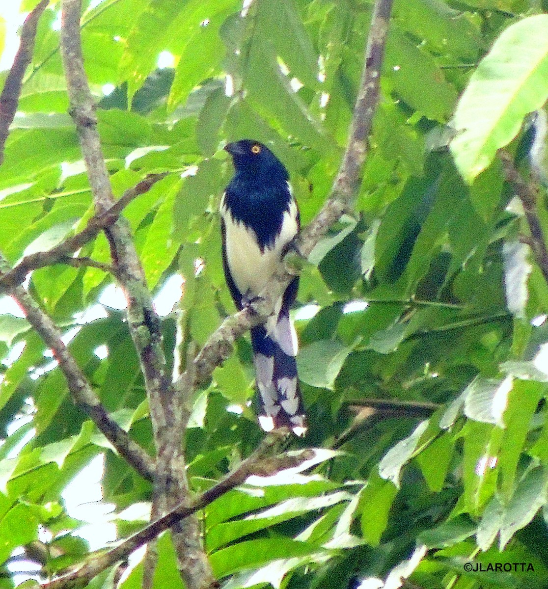 Magpie Tanager - Jorge La Rotta