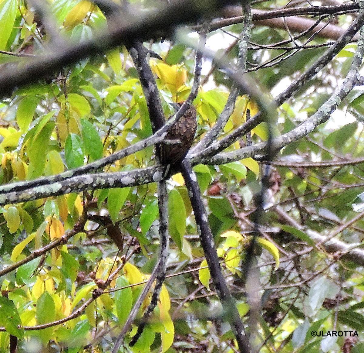 Scaled Piculet - ML107258011