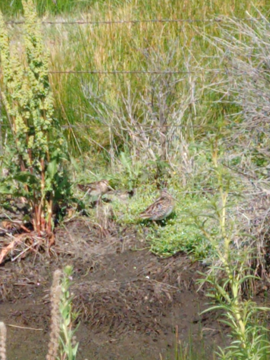 bekasina severoamerická - ML107258591