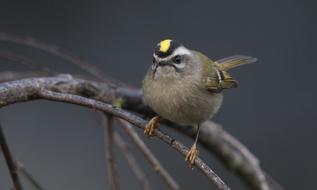 Golden-crowned Kinglet - ML107258751