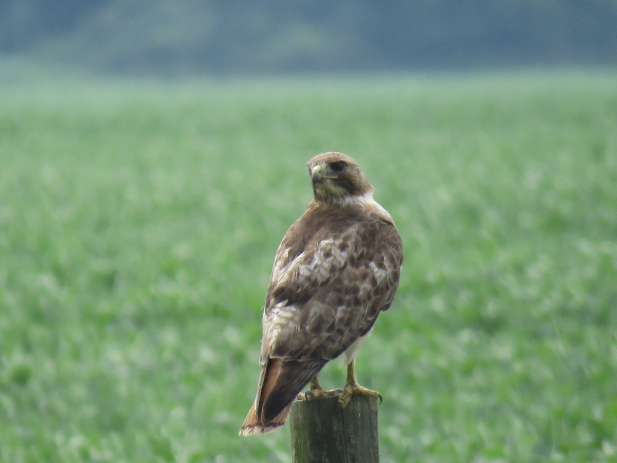 Red-tailed Hawk - ML107259531