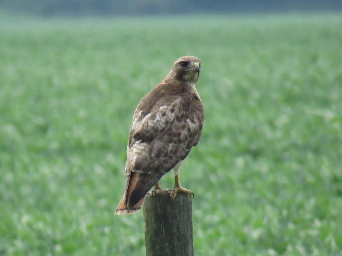 Red-tailed Hawk - ML107259551