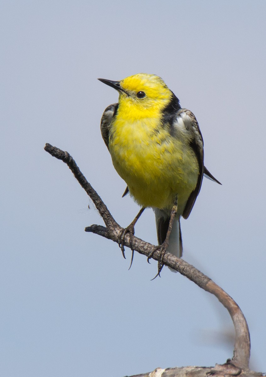 Citrine Wagtail - ML107260221