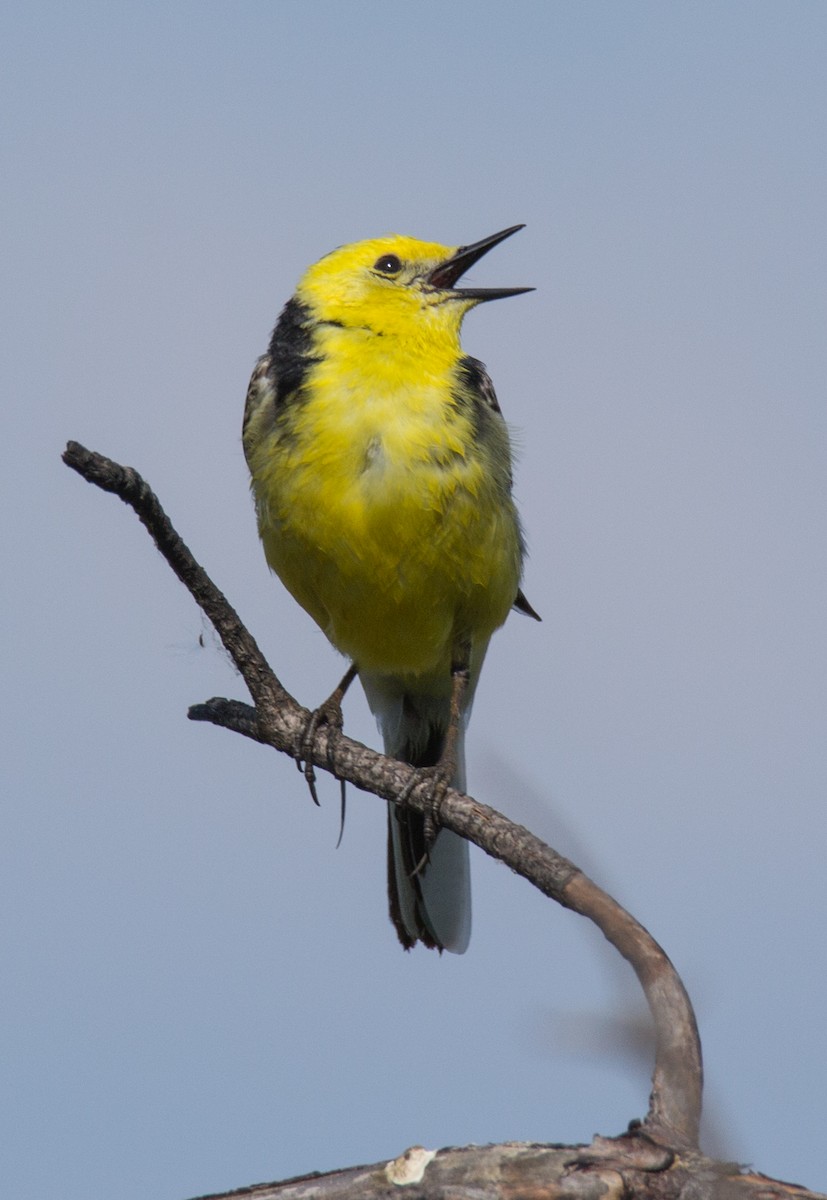 Citrine Wagtail - ML107260231