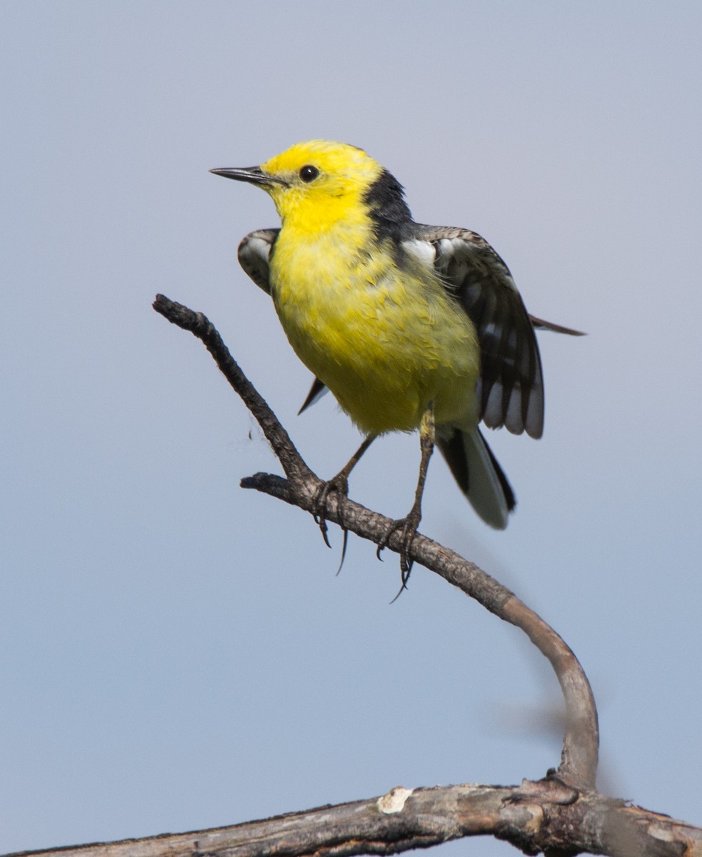 Citrine Wagtail - ML107260241