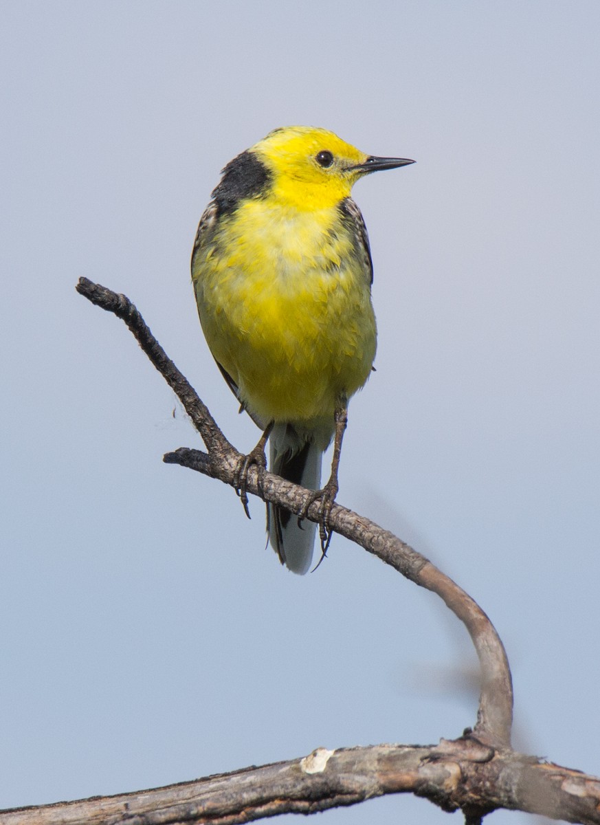 Citrine Wagtail - ML107260261