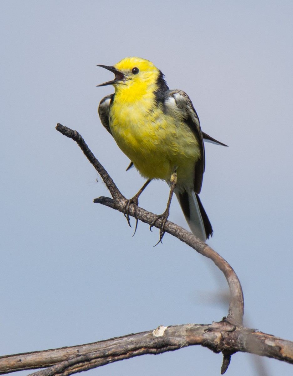 Citrine Wagtail - ML107260281