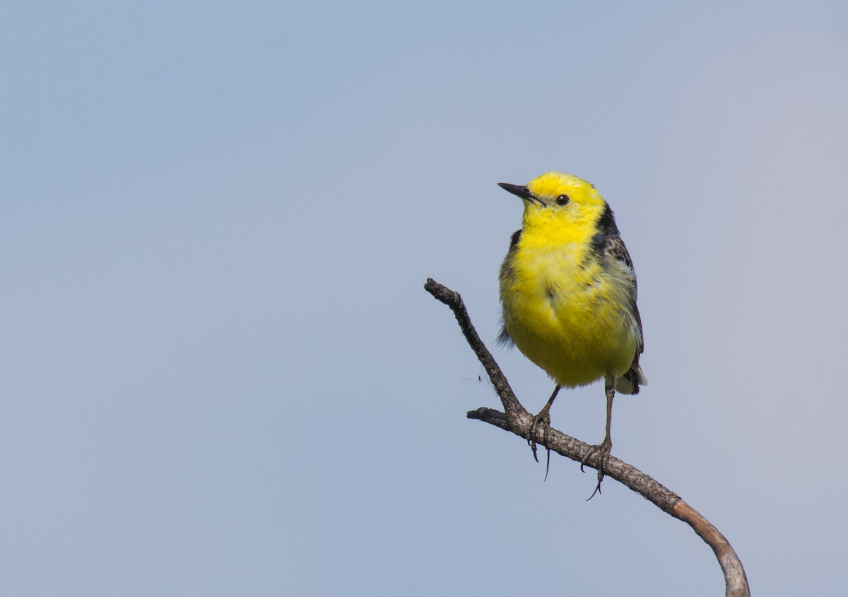 Citrine Wagtail - ML107260291