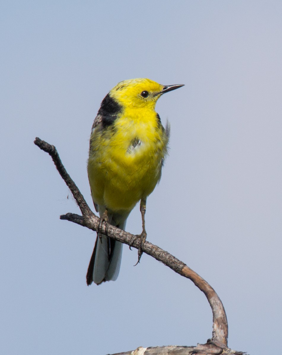 Citrine Wagtail - Andrey Vlasenko