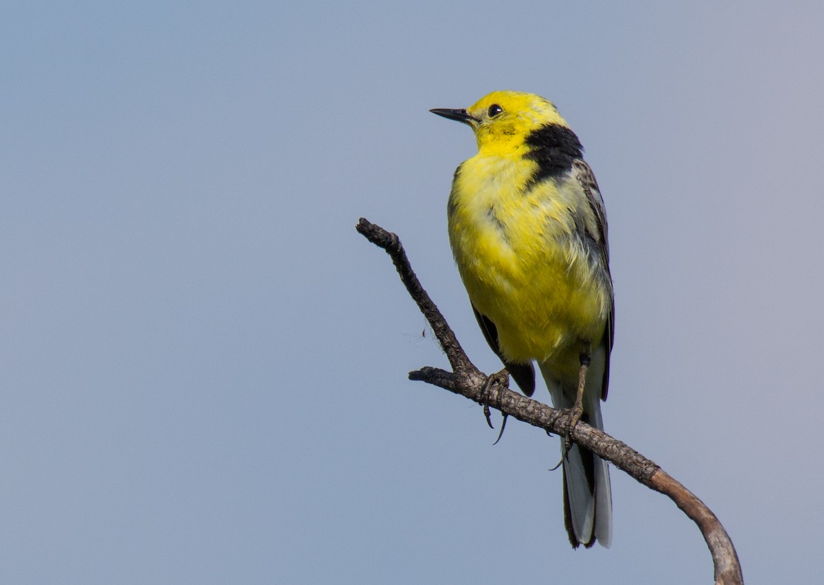 Citrine Wagtail - ML107260311