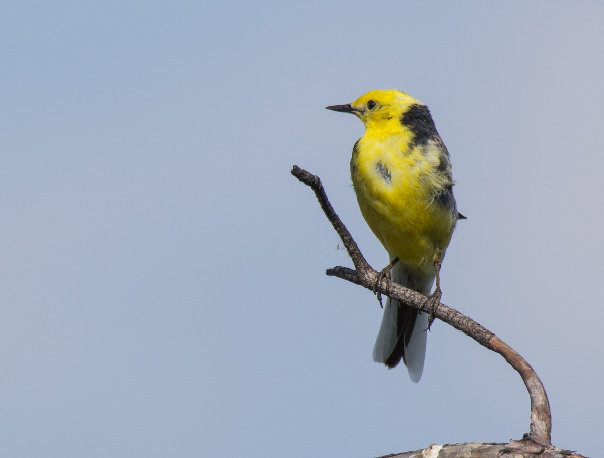 Citrine Wagtail - ML107260321