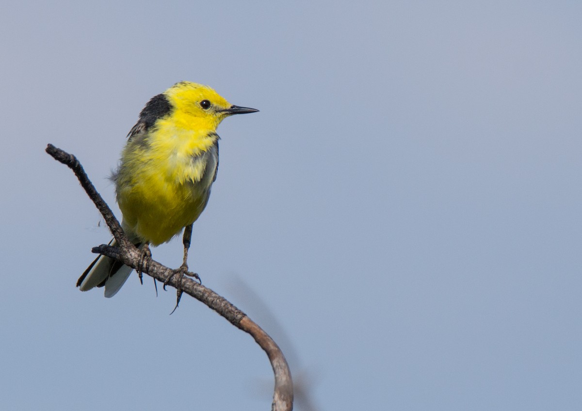 Citrine Wagtail - ML107260341