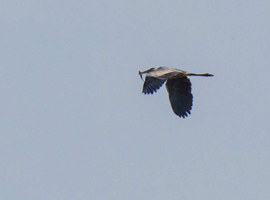 Gray Heron - ML107260701