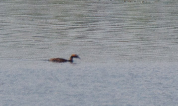 Horned Grebe - ML107260861