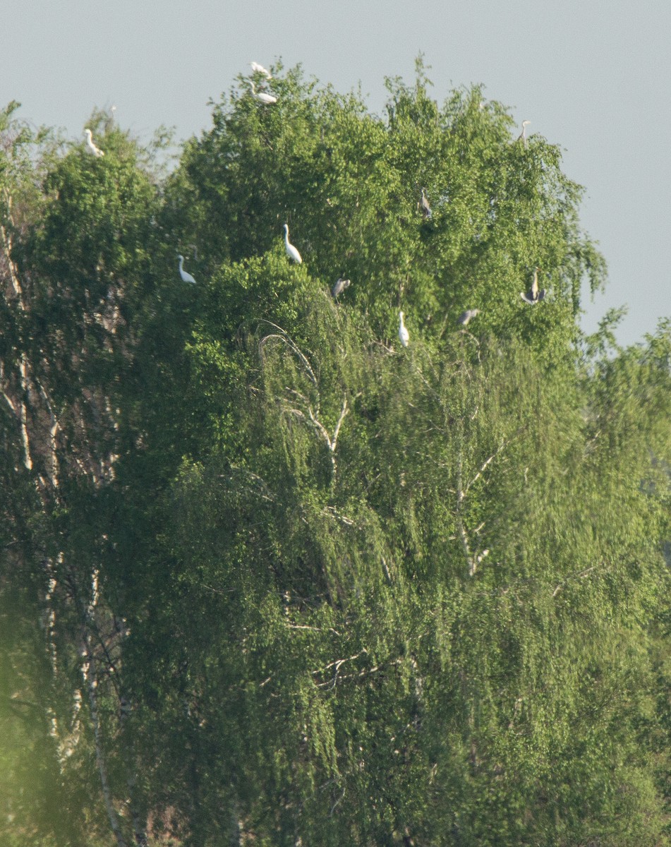 Great Egret - ML107260961