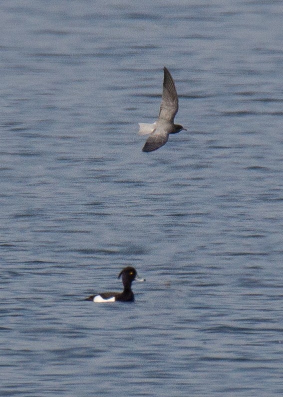 Black Tern - ML107260991