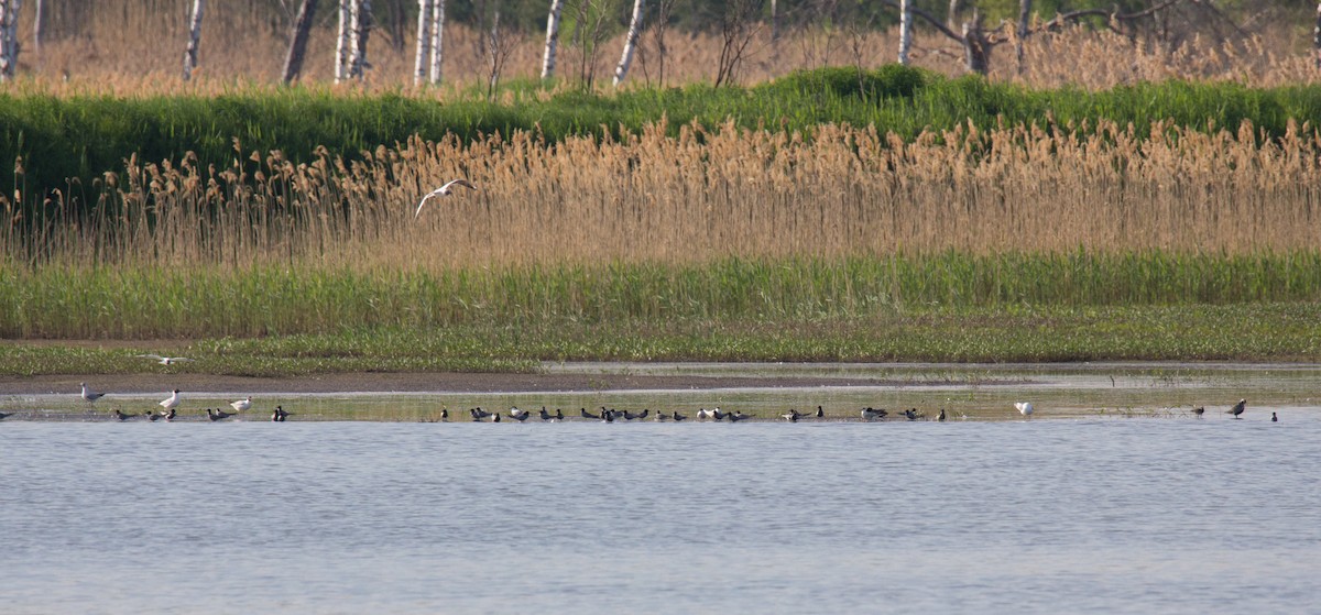 Black Tern - ML107261071