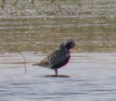 Black-bellied Plover - ML107261081