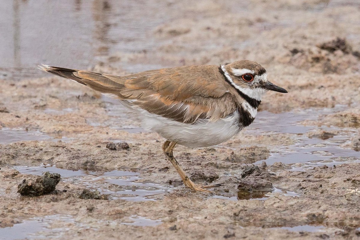 Killdeer - Eric VanderWerf