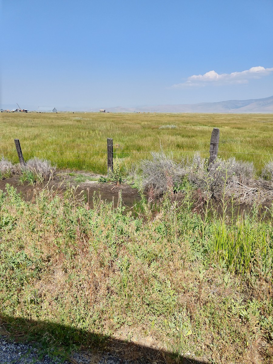 bekasina severoamerická - ML107261311