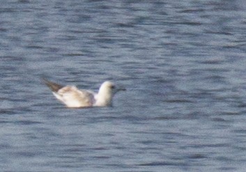 Common Gull - ML107261341