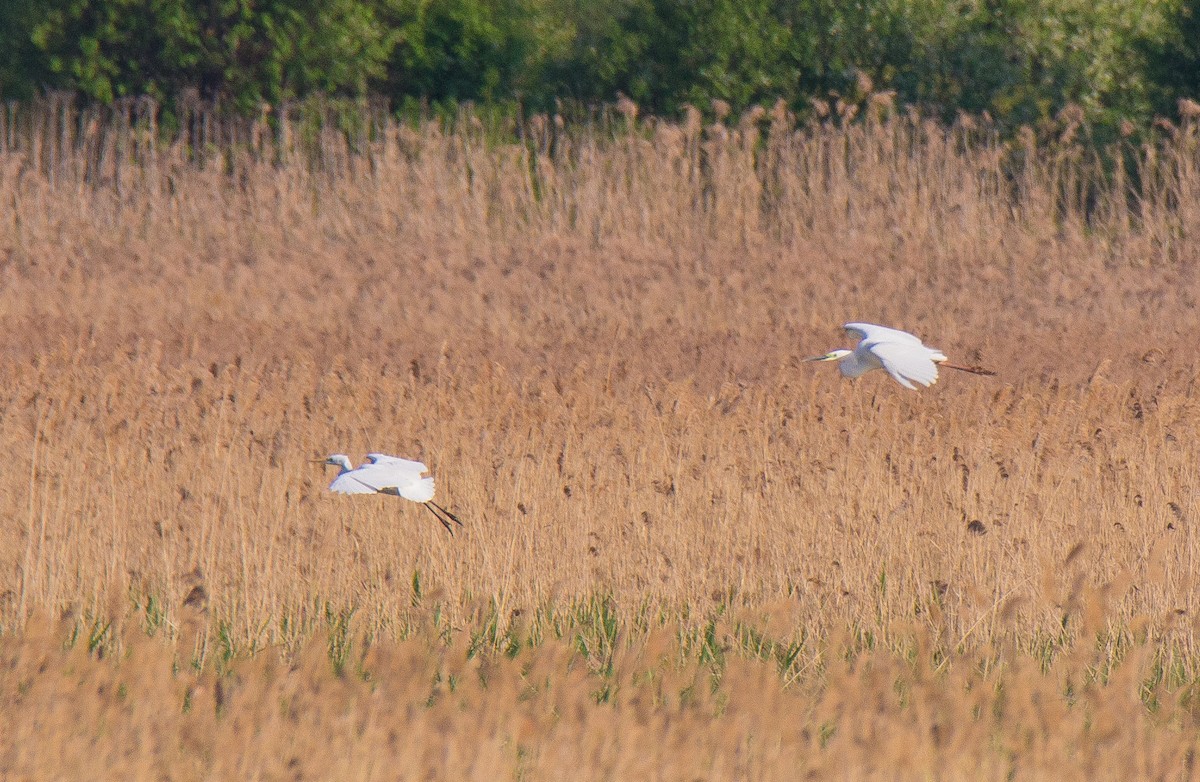 Great Egret - ML107261381