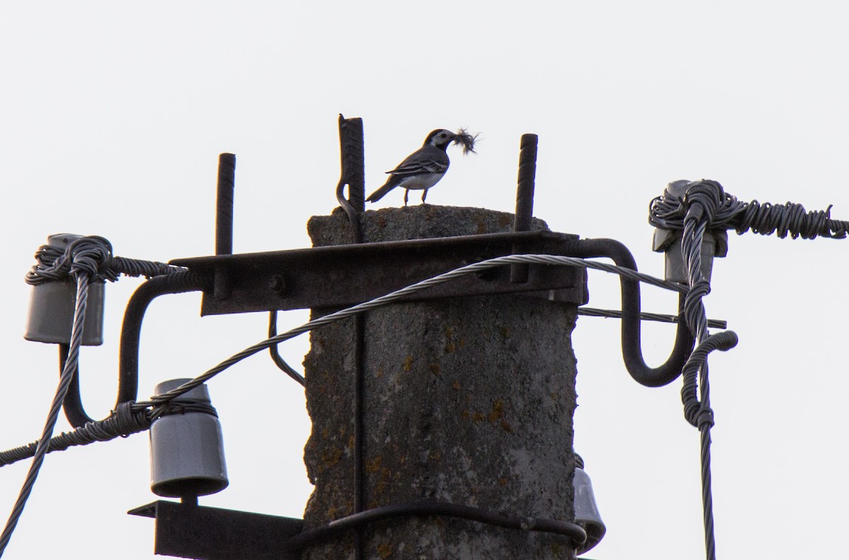 White Wagtail - ML107261451