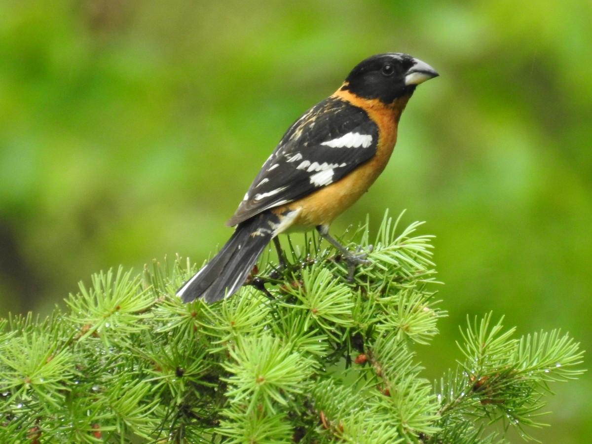 Black-headed Grosbeak - Connor Langan