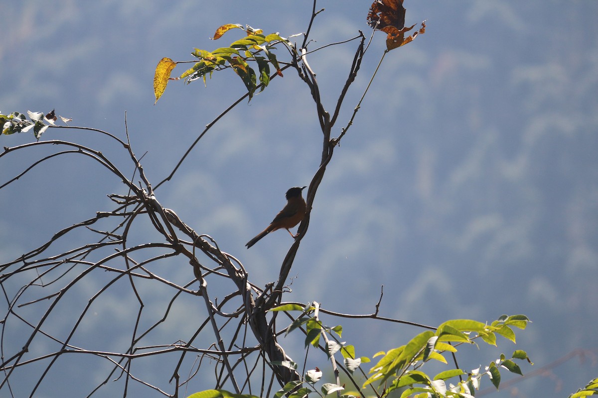 Rufous Sibia - ML107262741