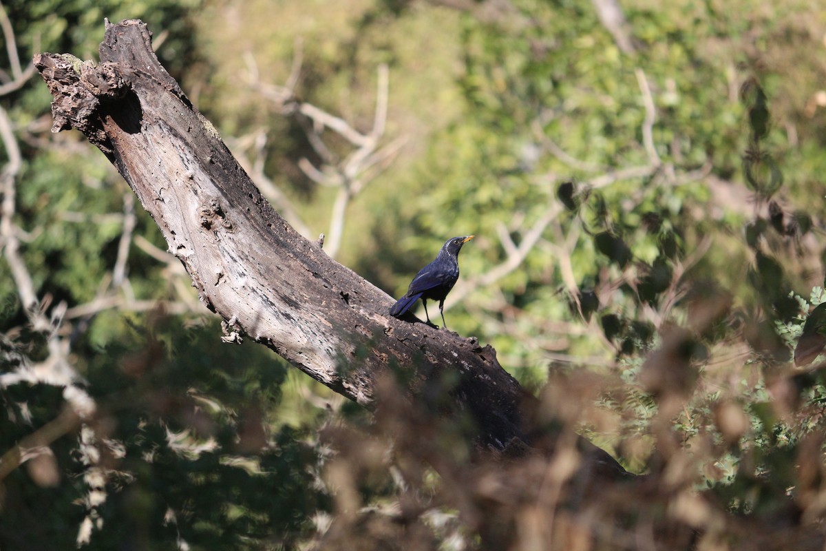 Blue Whistling-Thrush - ML107262811