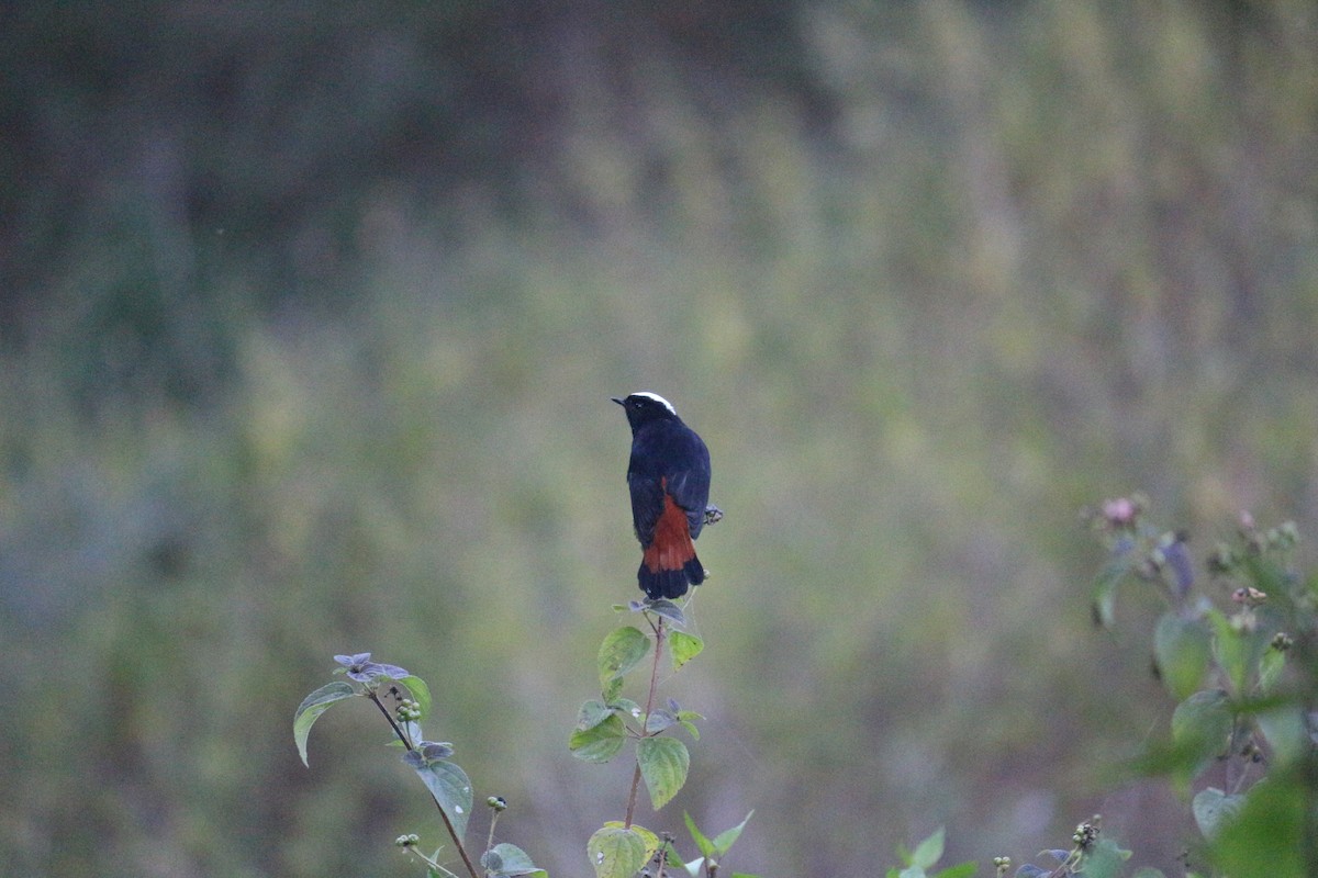 White-capped Redstart - ML107262861