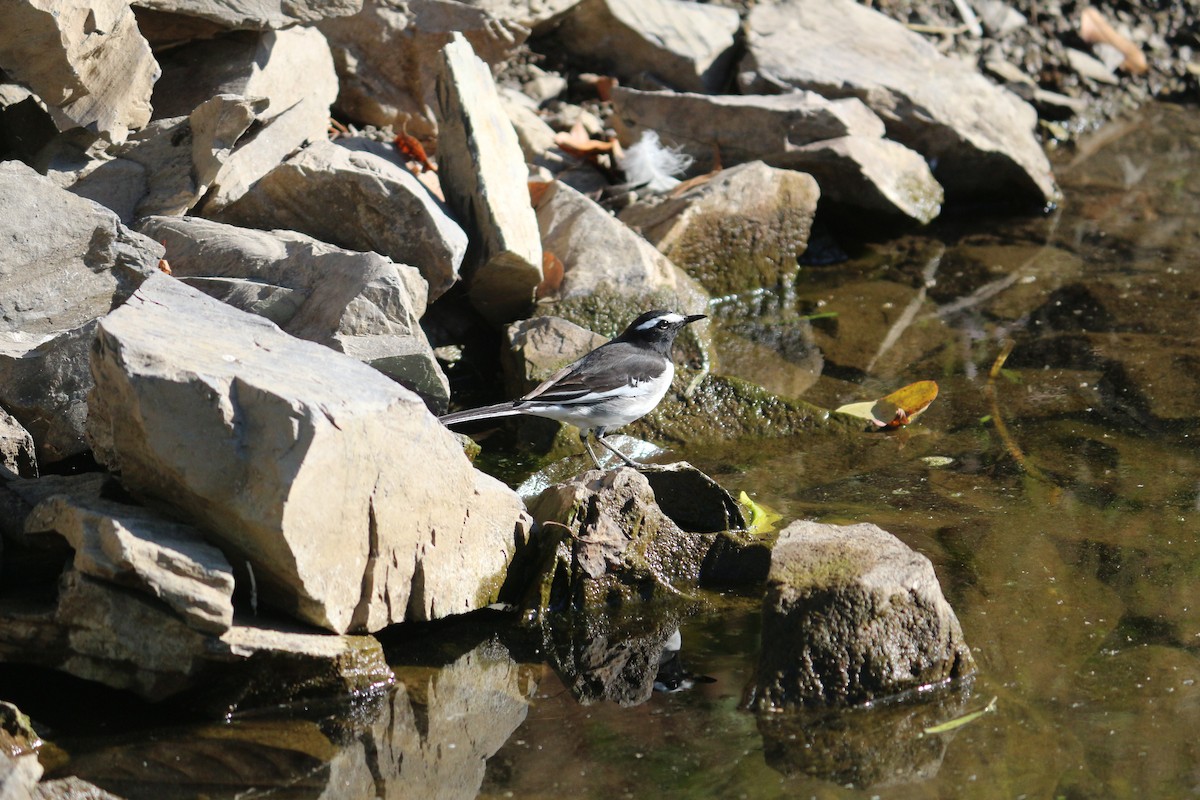 White-browed Wagtail - ML107262871