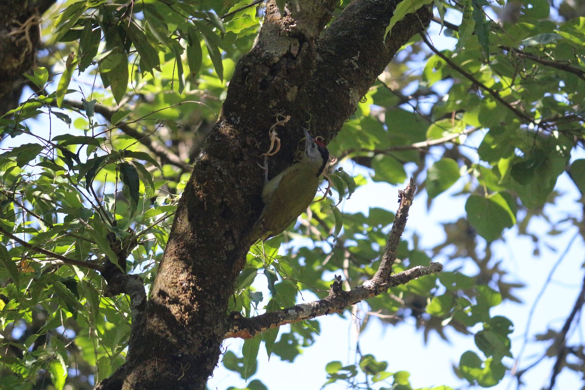 Gray-headed Woodpecker - ML107263461