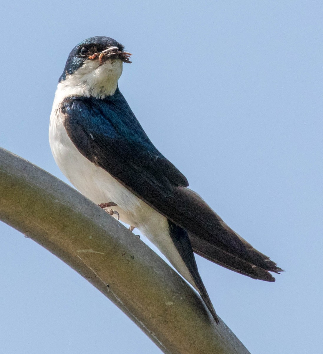 Tree Swallow - ML107265851