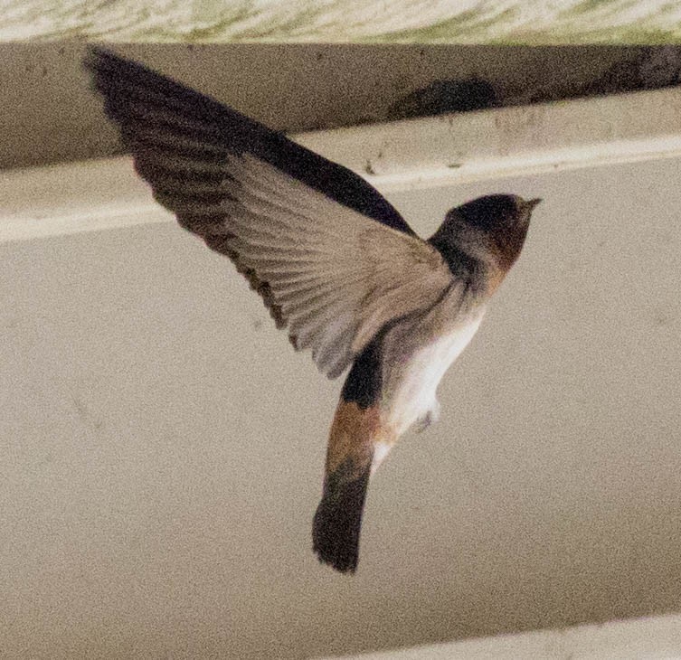 Cliff Swallow - ML107265931