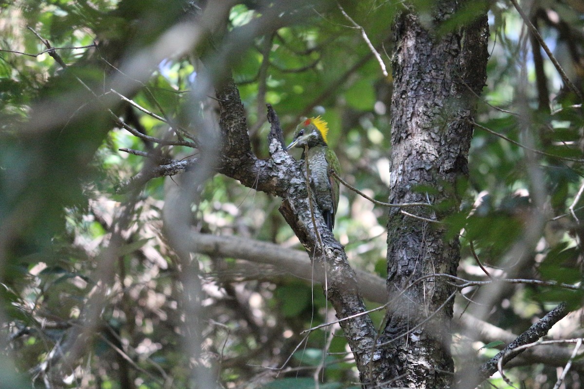 Lesser Yellownape - ML107267221