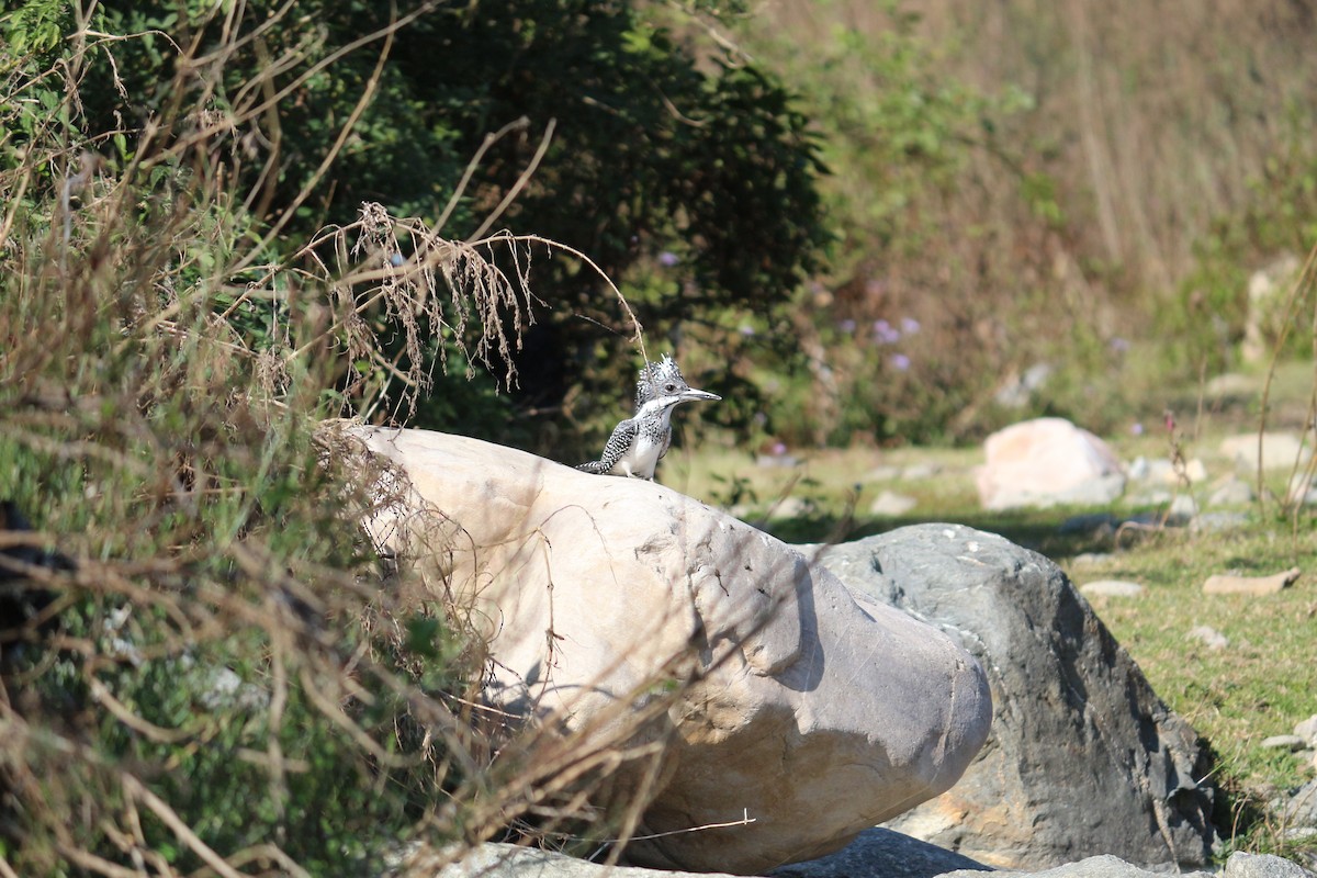 Crested Kingfisher - ML107267231