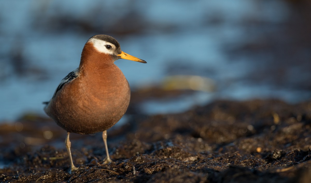 polarsvømmesnipe - ML107267601