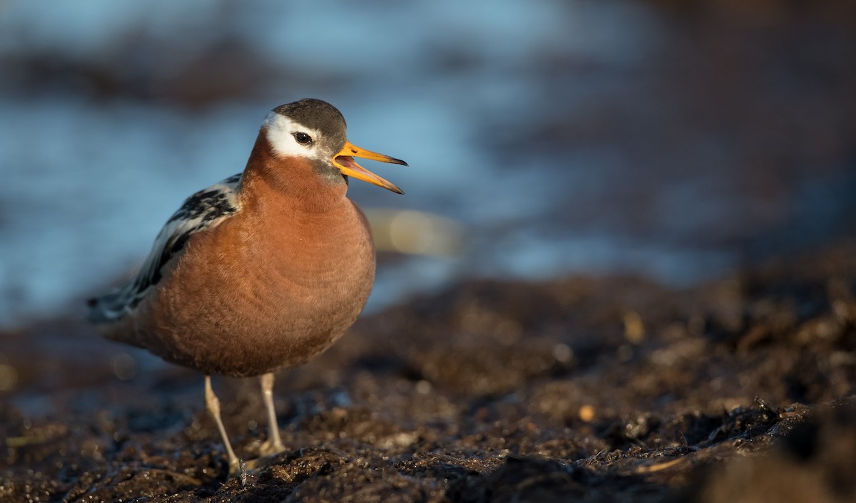 polarsvømmesnipe - ML107267621