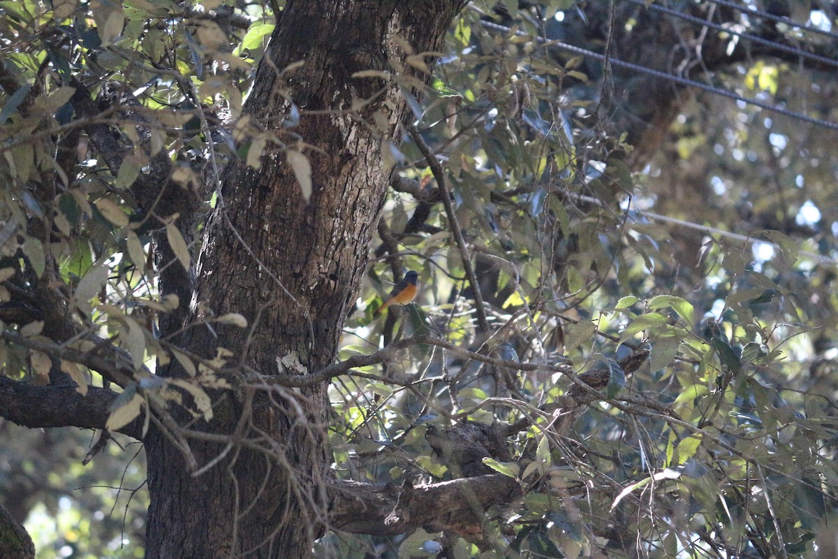 Rufous-bellied Niltava - ML107268041