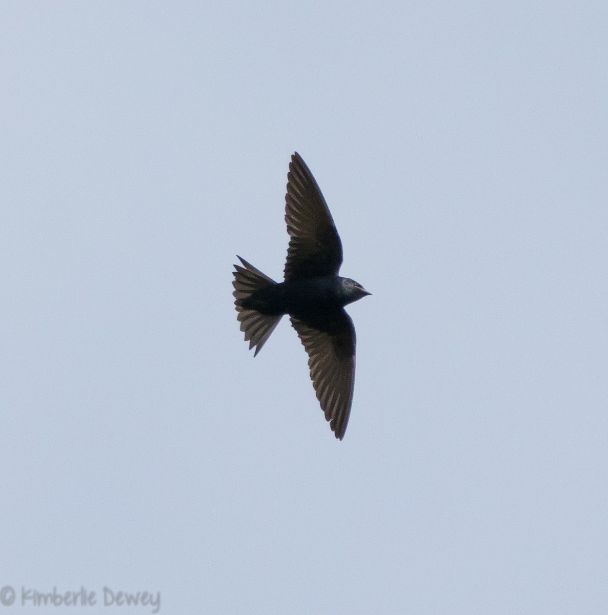 Purple Martin - ML107268631