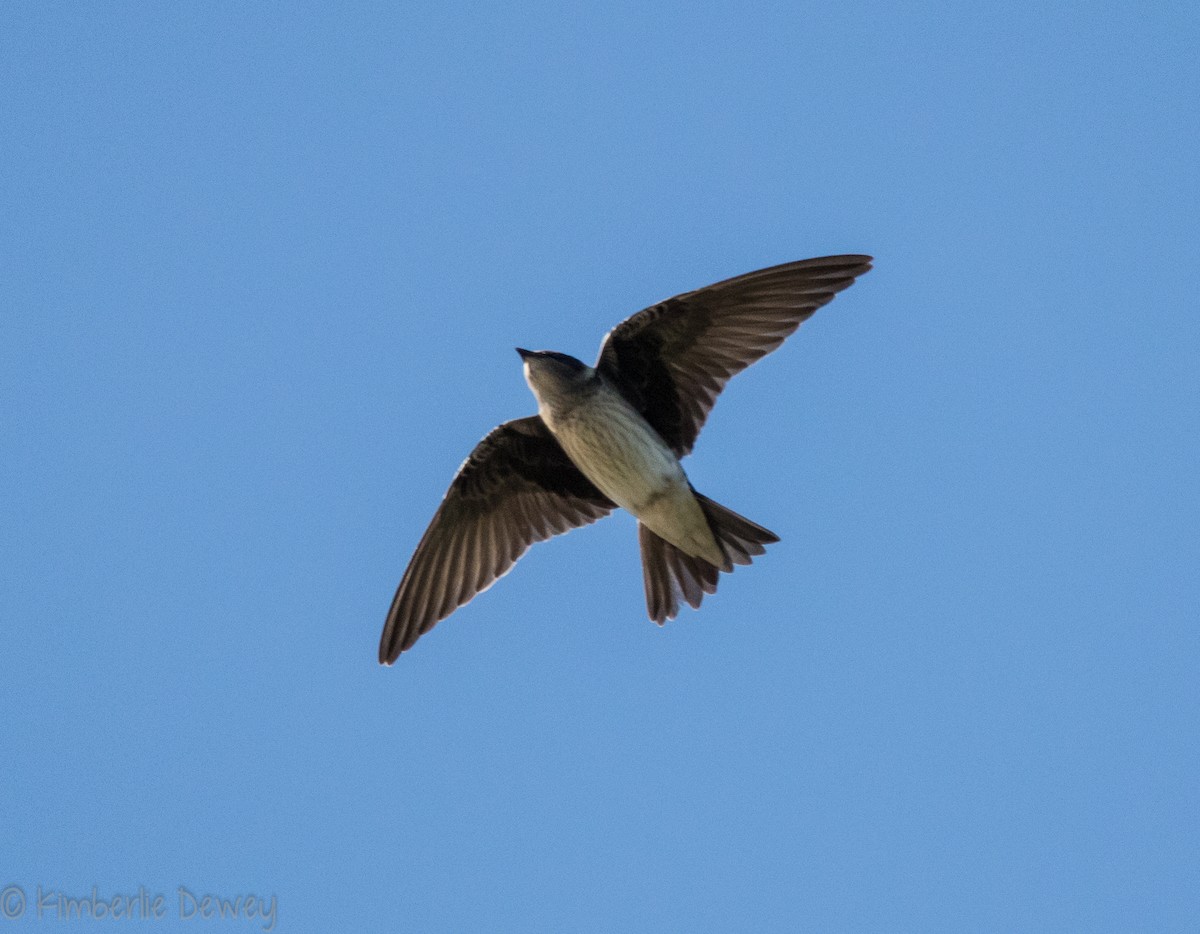 Purple Martin - ML107268671