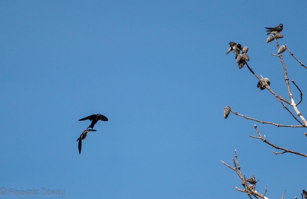 Purple Martin - ML107269571